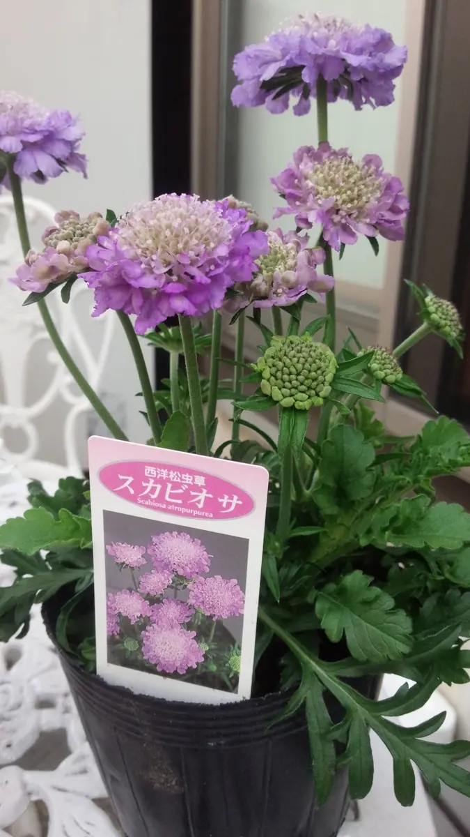 スカビオサ｜そだレポ（栽培レポート）bypiccolo｜みんなの趣味の園芸