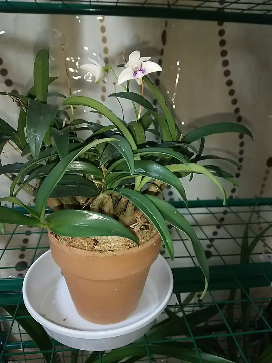 花芽が茶色くなってしまった｜そだレポ（栽培レポート）byとらふ君