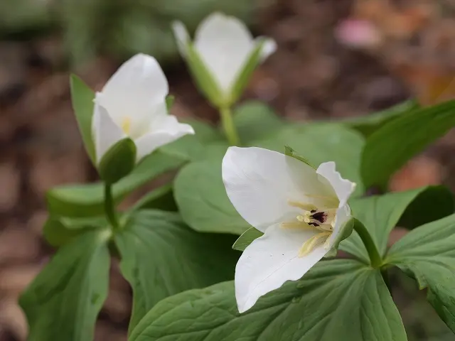 山野草　コジマエンレイソウ　開花終了株33個セット Amazon.co.jp: 山野草 種 カラマツソウ ピンク花 5粒 2024年7月末採取