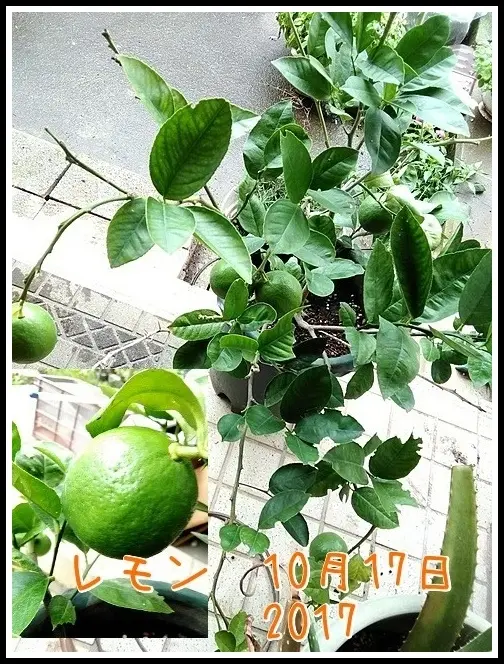 レモン｜そだレポ（栽培レポート）byあおぞら｜みんなの趣味の園芸
