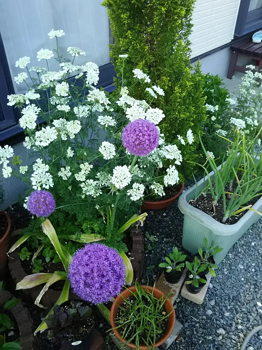 無農薬栽培　ギガンチウムの球根　24個入り アリウム 球根 ギガンチューム (大輪) 3片 アリウムの球根