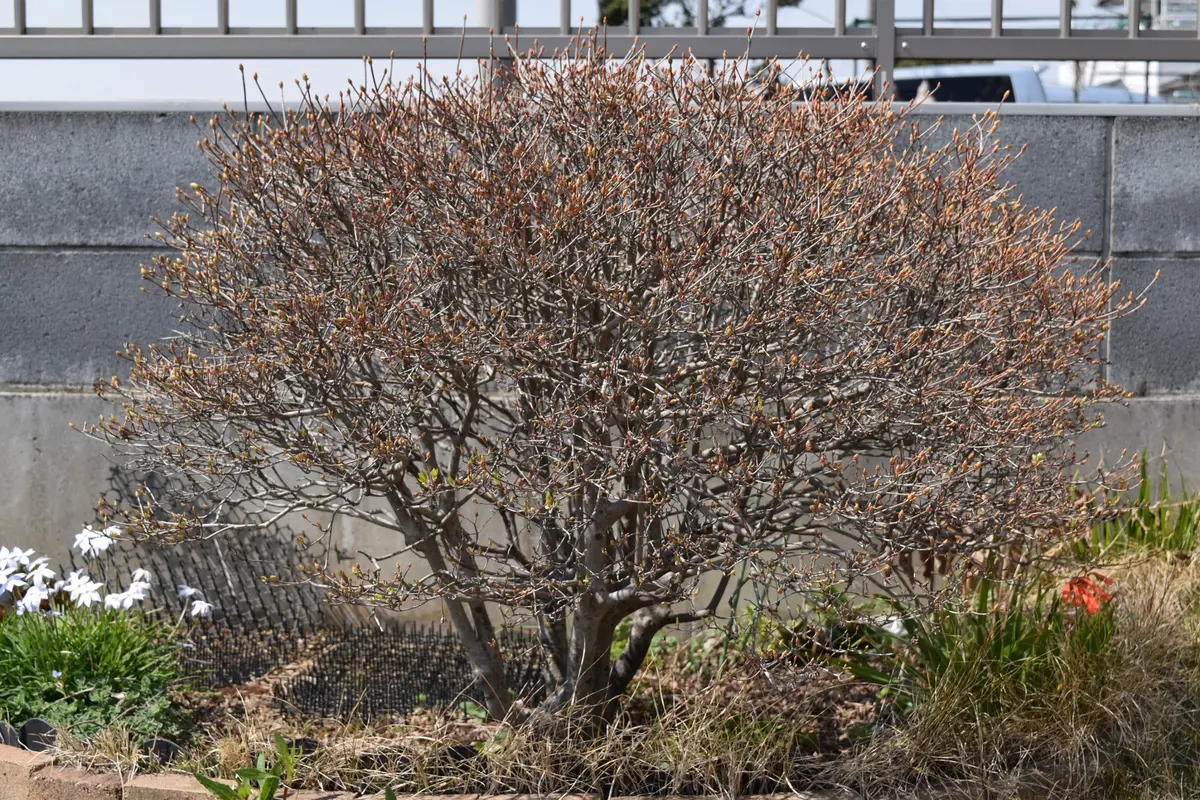 和風のドウダンツツジを”切るレポ”｜そだレポ（栽培レポート）byね