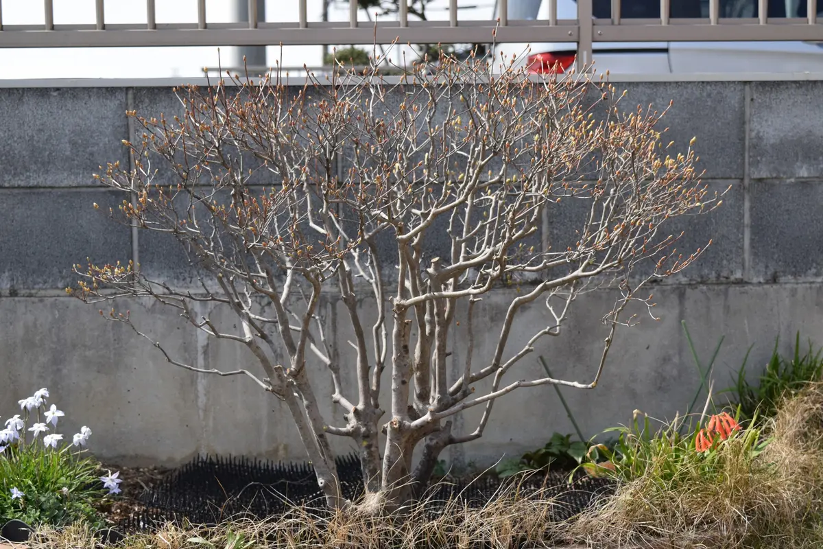 ベニドウダンツツジ【現品発送】管理70341 ベニドウダンツツジ【現品発送】管理70341 - メルカリ