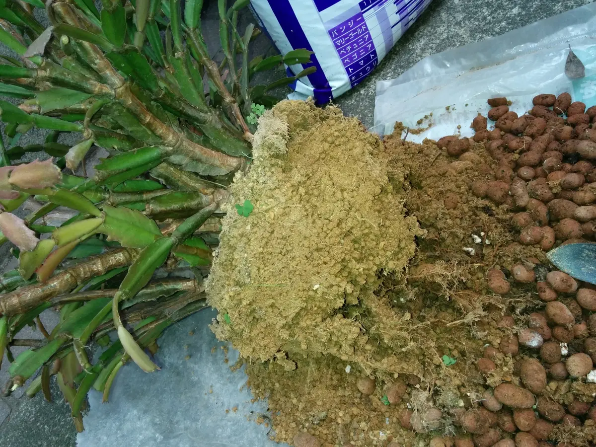 シャコバサボテンとその挿しっ子｜そだレポ（栽培レポート）byツクツク