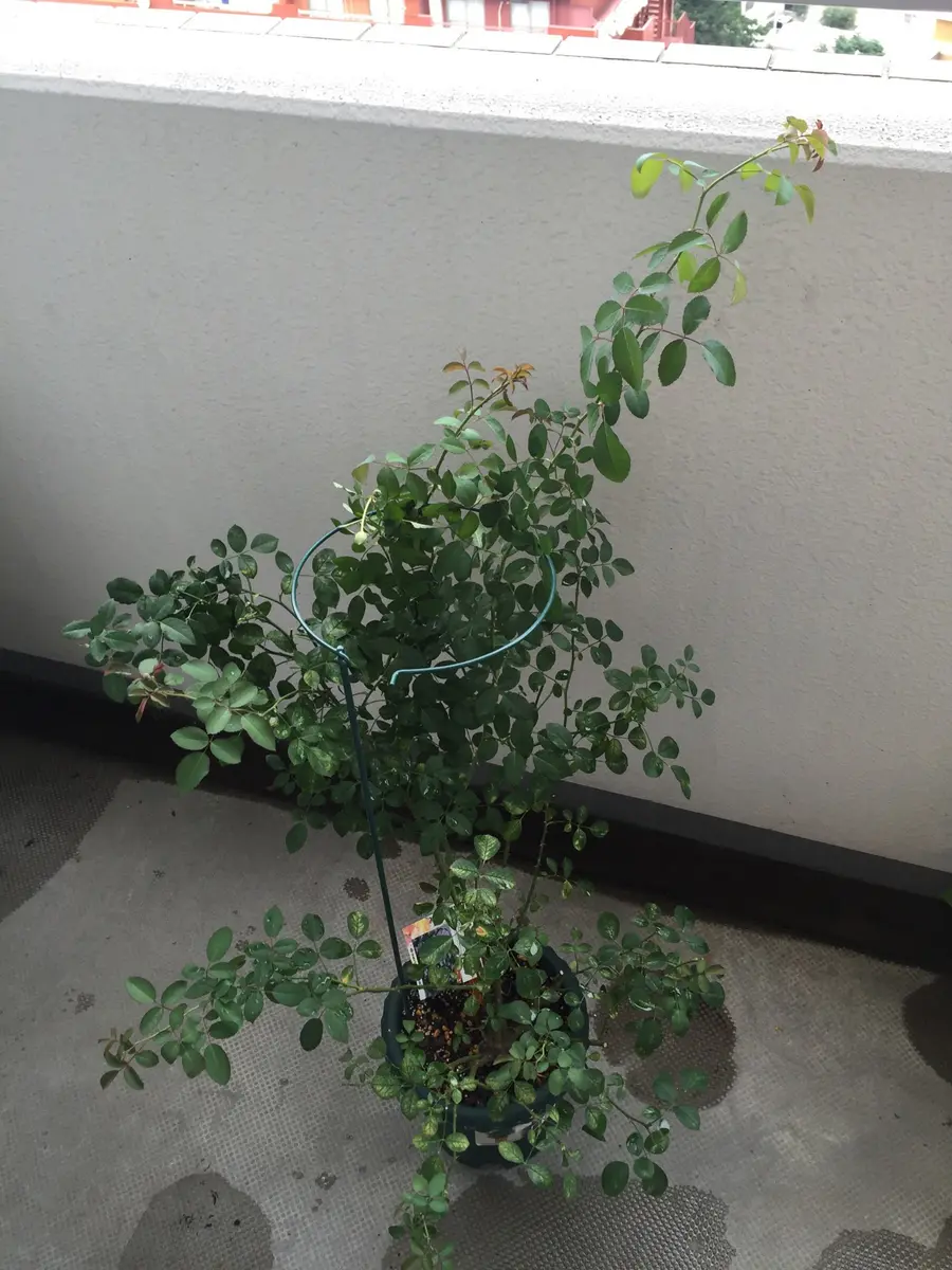 レイニーブルー　アンドン仕立て　鉢植え むらさき色のレイニーブルー｜そだレポ（栽培レポート）byアキー