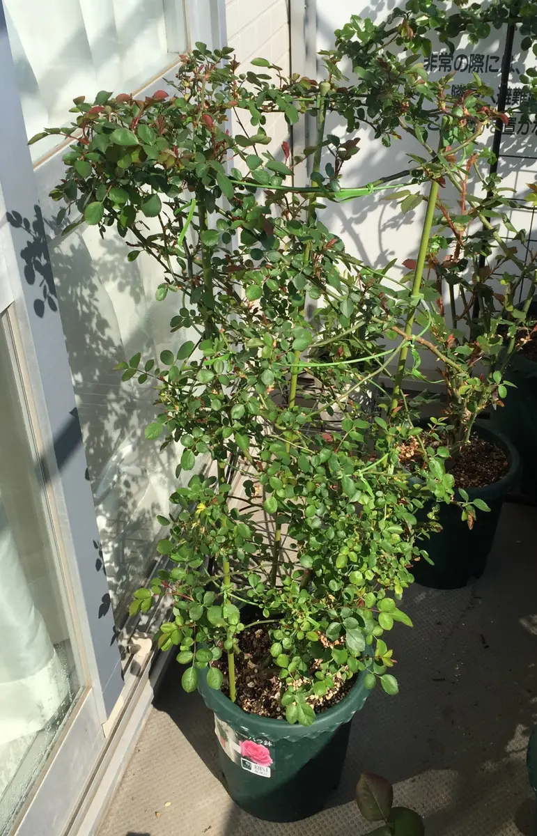 レイニーブルー　アンドン仕立て　鉢植え むらさき色のレイニーブルー｜そだレポ（栽培レポート）byアキー