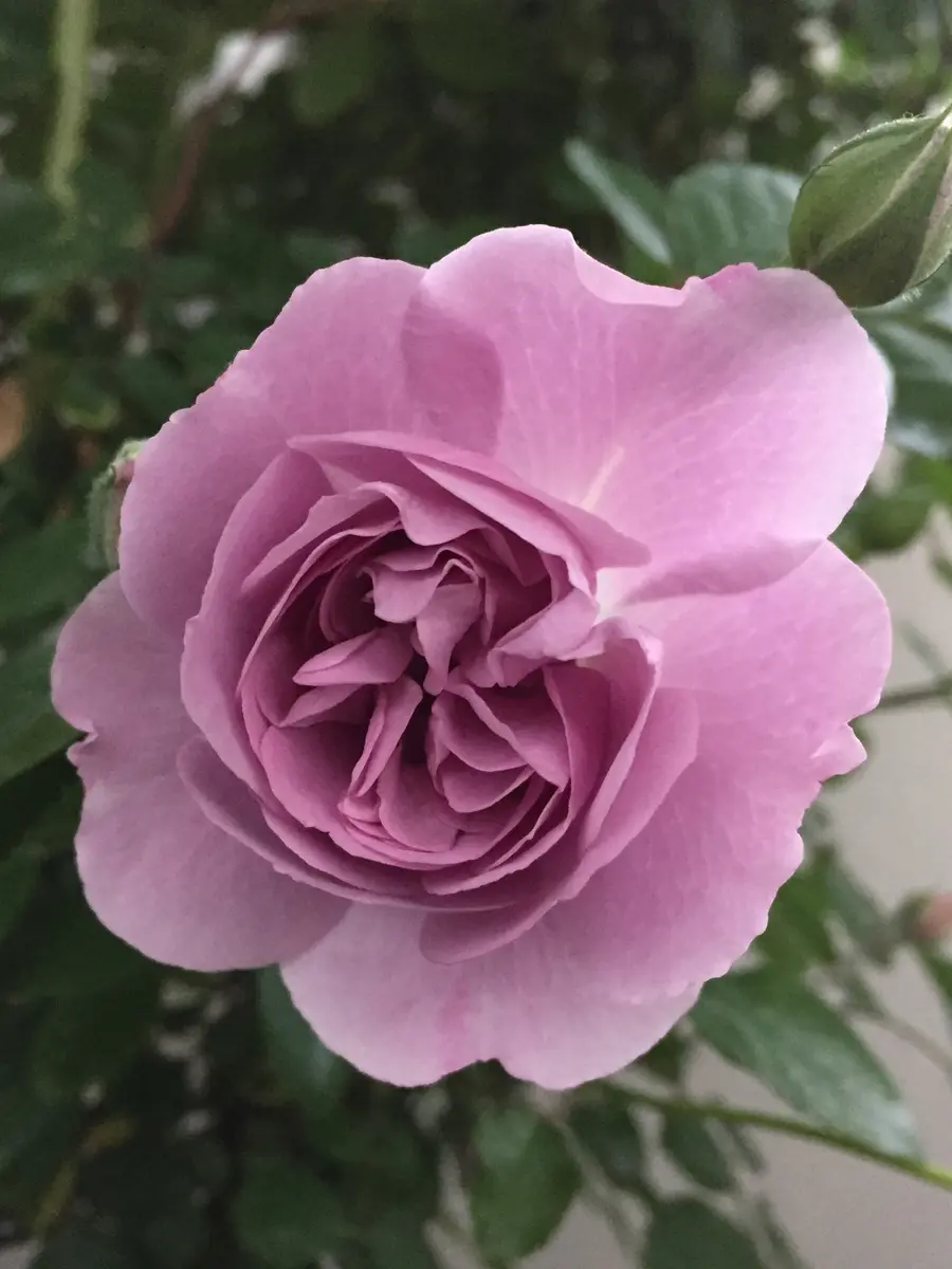 むらさき色のレイニーブルー｜そだレポ（栽培レポート）byアキー