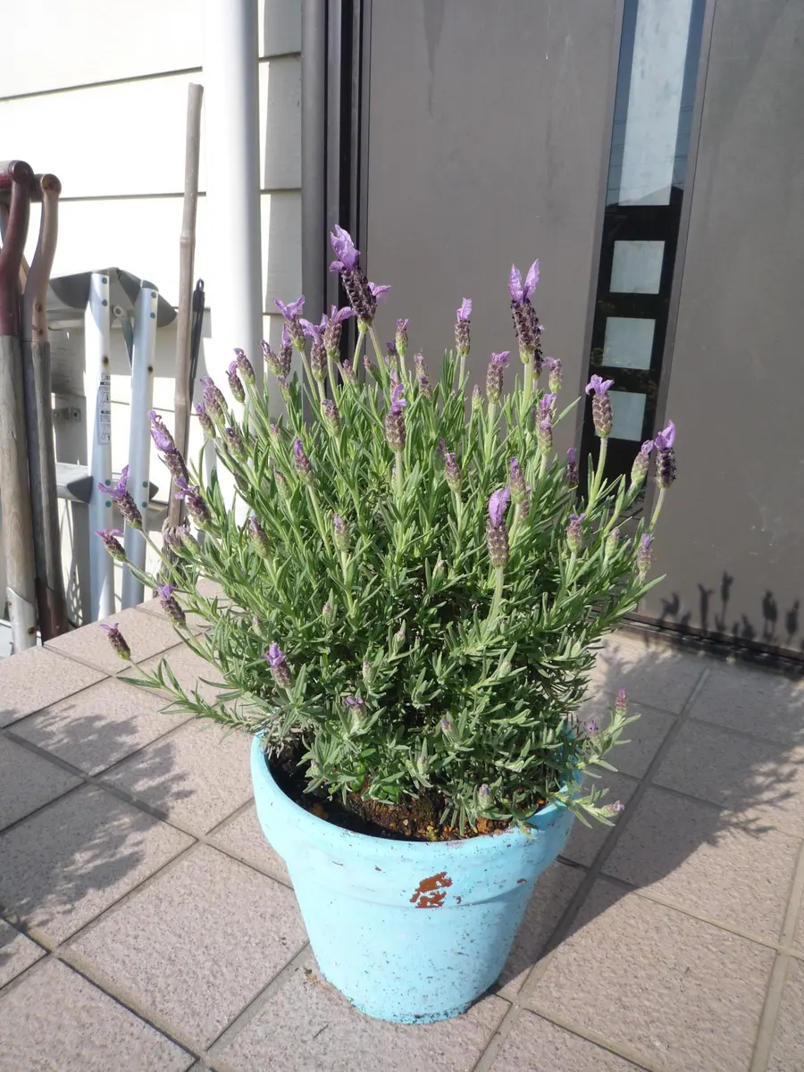 ラベンダーの大株仕立てに挑戦｜そだレポ（栽培レポート）byたいやき