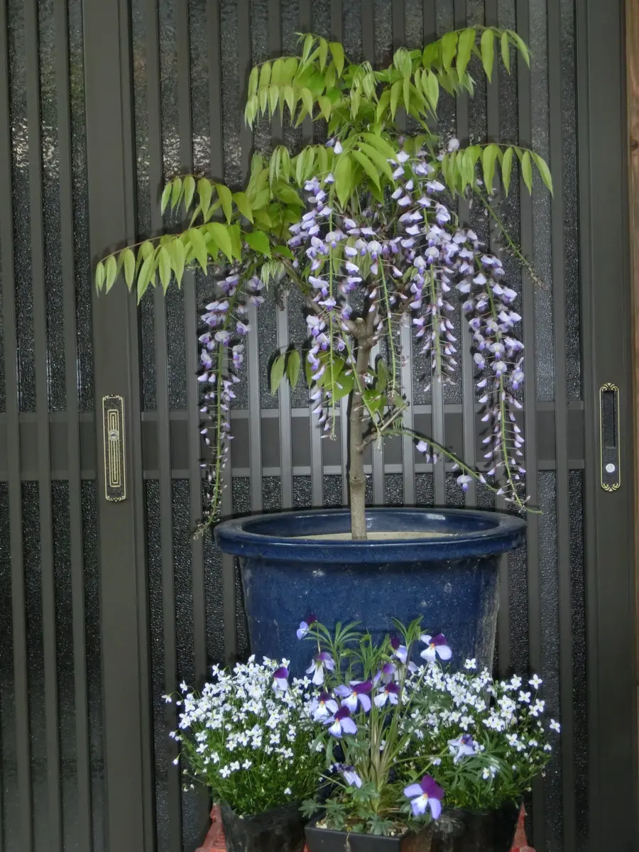 １着でも送料無料 太幹 藤 開花中 鉢植え （盆栽：一才 ポット 古木 フジ 紫 盆栽 鉢花