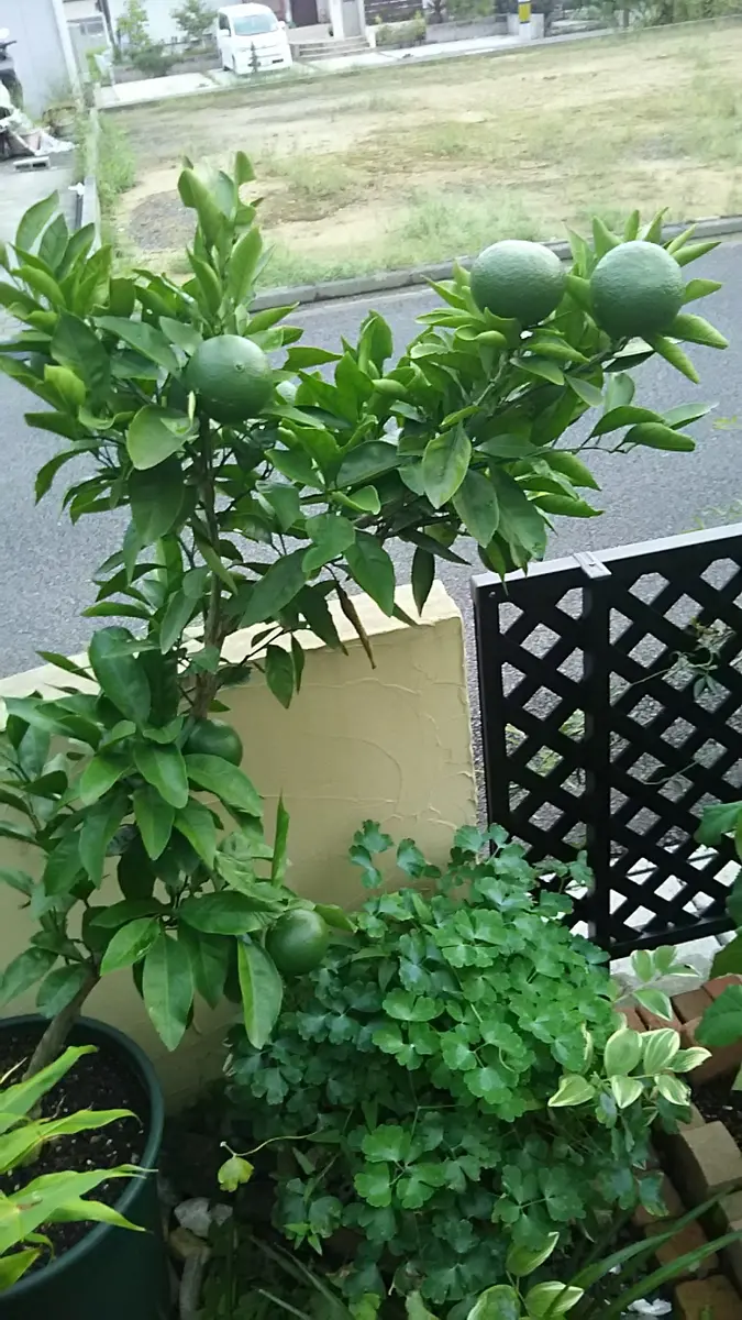 みかんの鉢植え｜そだレポ（栽培レポート）byyotsuba｜みんなの趣味の園芸