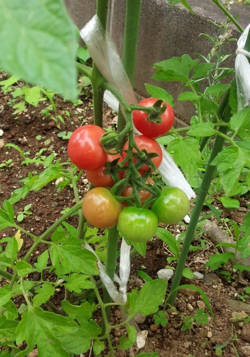 プチトマト｜そだレポ（栽培レポート）byねこひつじ｜みんなの趣味の園芸