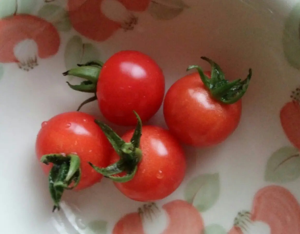 プチトマト｜そだレポ（栽培レポート）byねこひつじ｜みんなの趣味の園芸