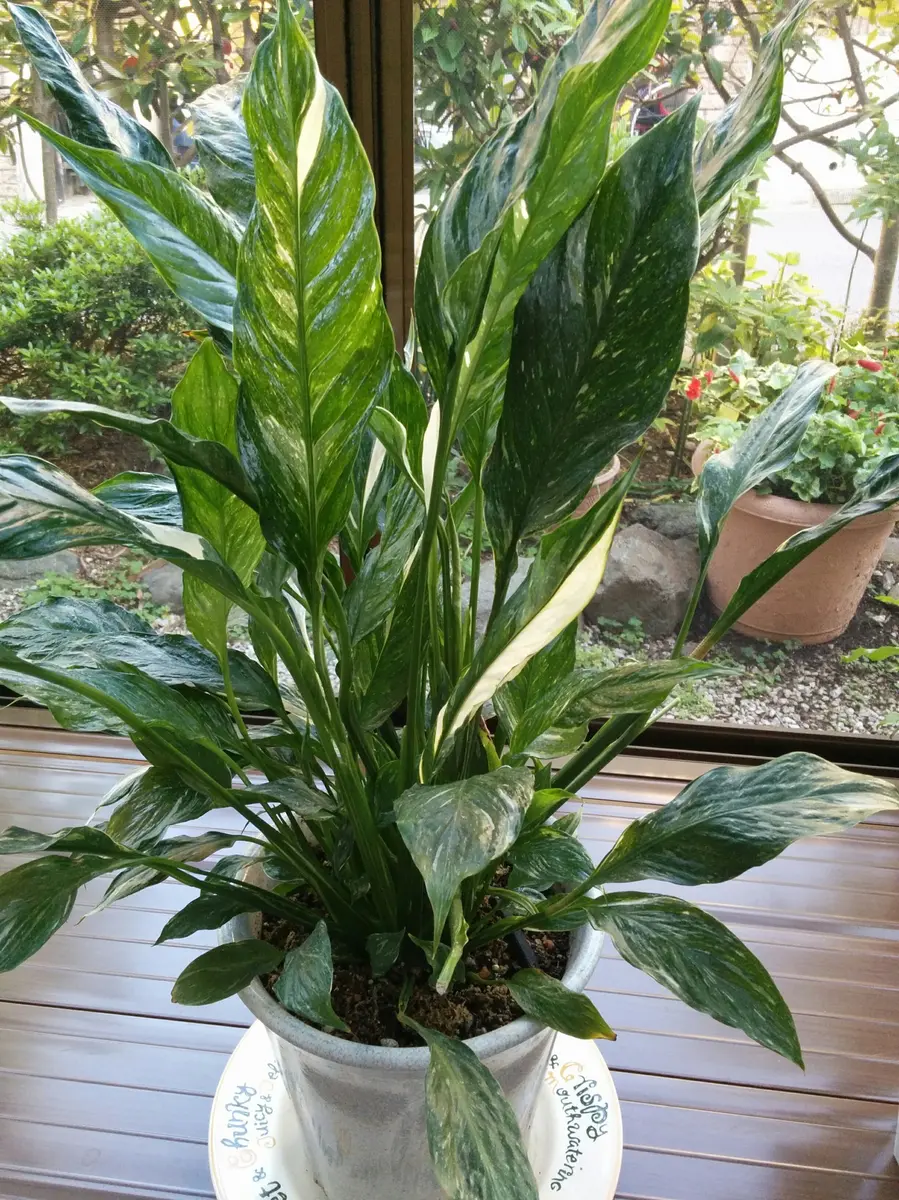 スパティフィラム 大型観葉植物 ハンドル付きバスケット