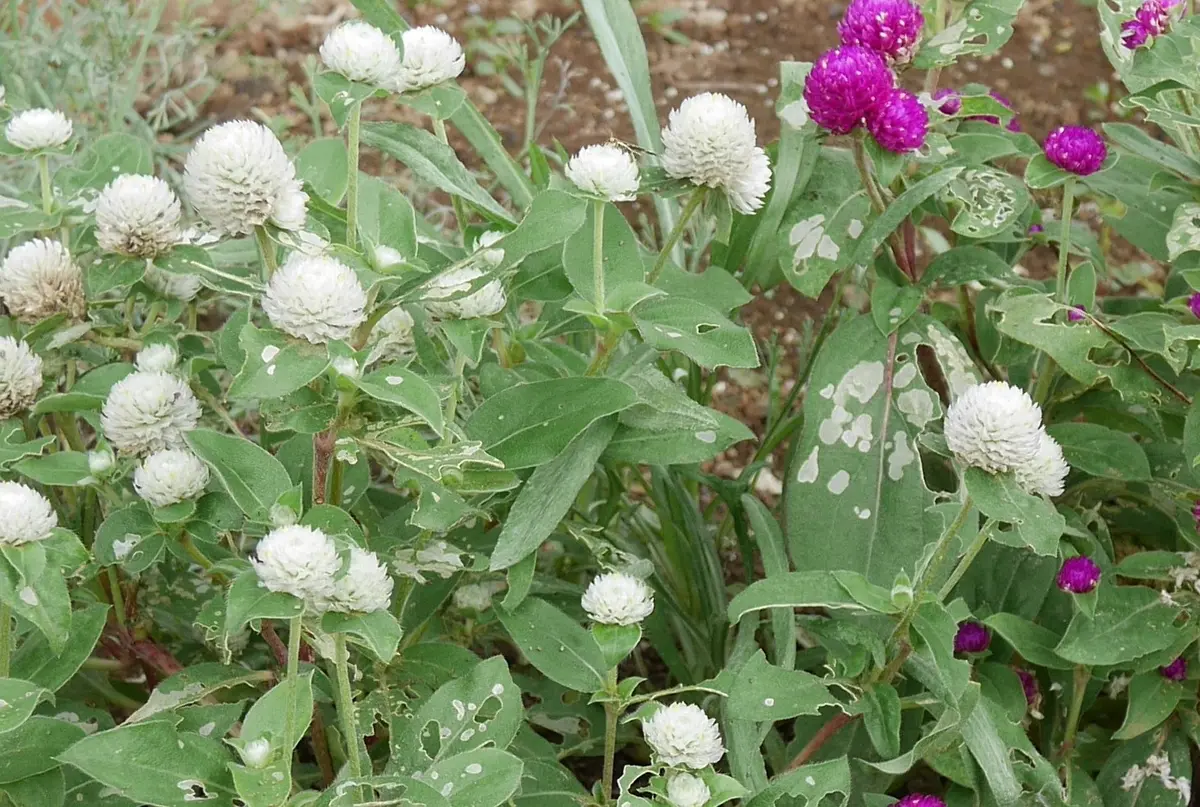 元気よく咲いています「千日紅をコキアの足元に植え華やかに」-そだ  