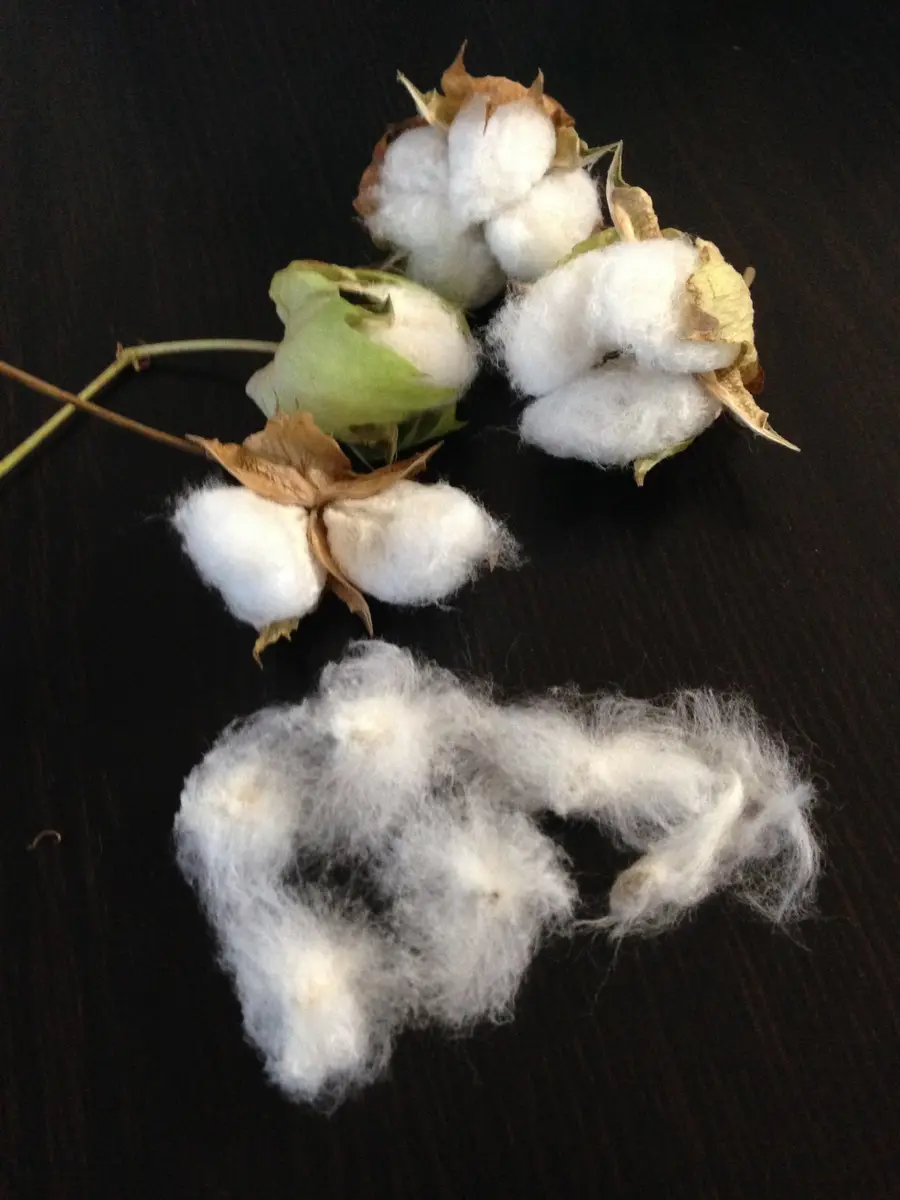 2015 和棉の栽培日誌 開花〜綿花採取｜そだレポ（栽培レポート）byDyon