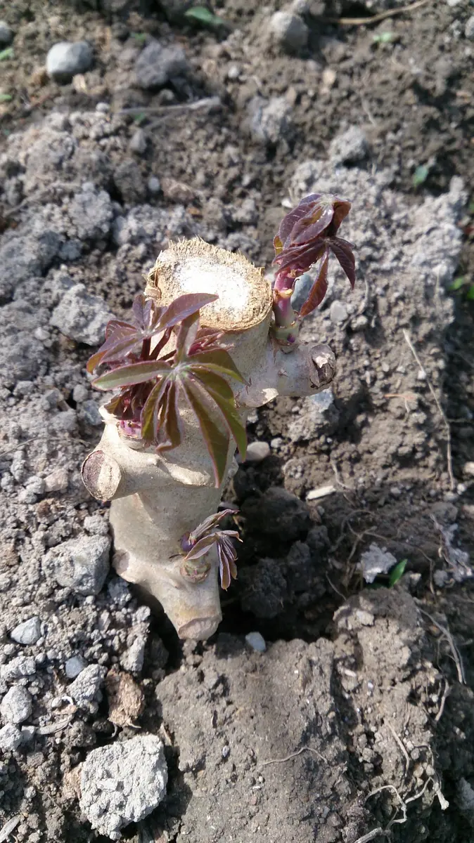 植え付け適期☆40本、キャッサバ芋＝芽出し苗◇食味最高峰