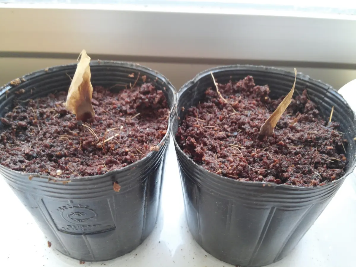 プルメリア～種から～｜そだレポ（栽培レポート）byたろうや｜みんなの