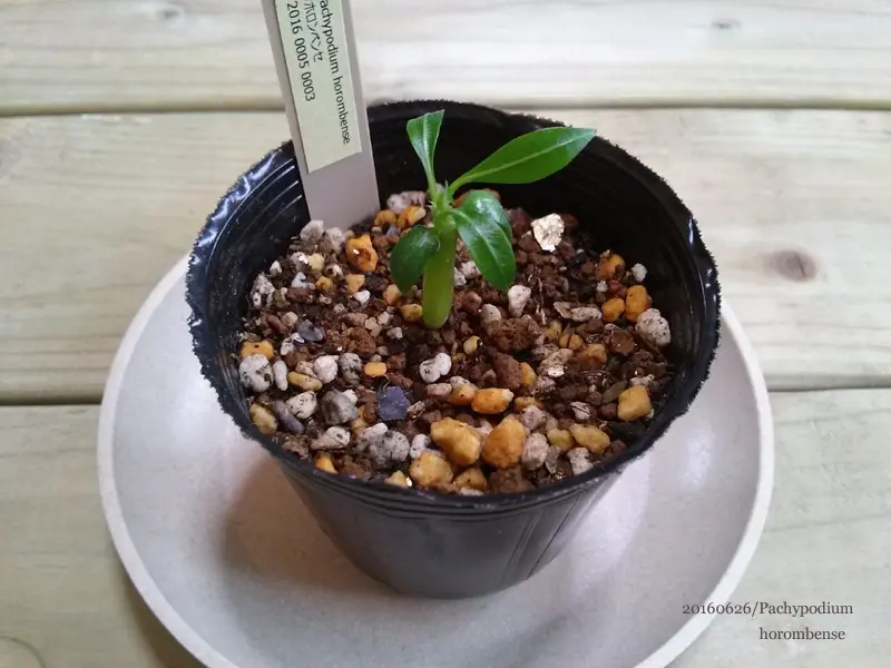 パキポディウム ホロンペンセ