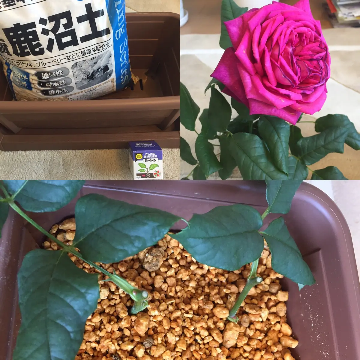 バラ苗　購入前にコメント　挿し木 バラ苗 二苗セット 挿し木 難あり - メルカリ