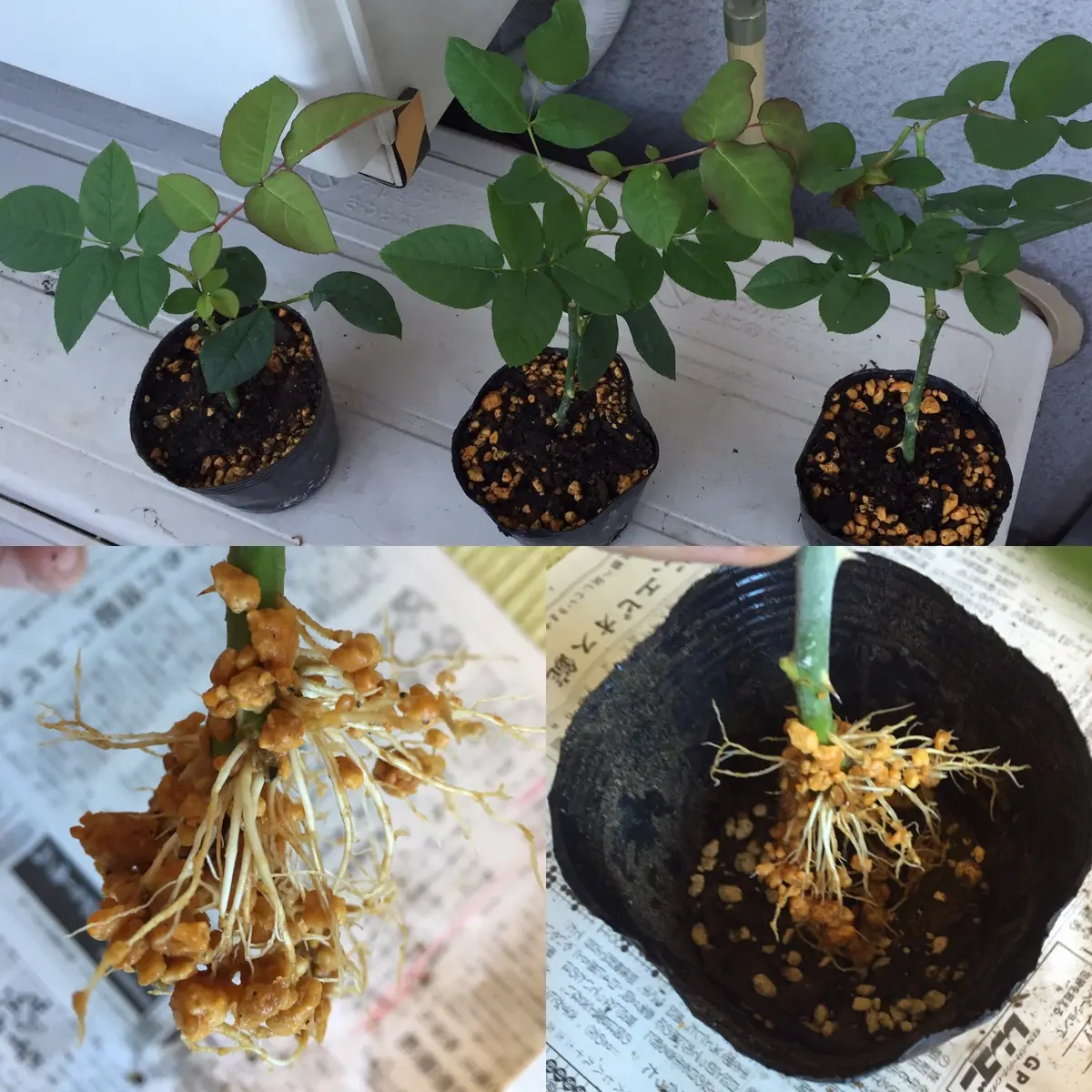 確認用です バラ 挿し木苗 5号ロングスリット 5号スリット鉢（ロング