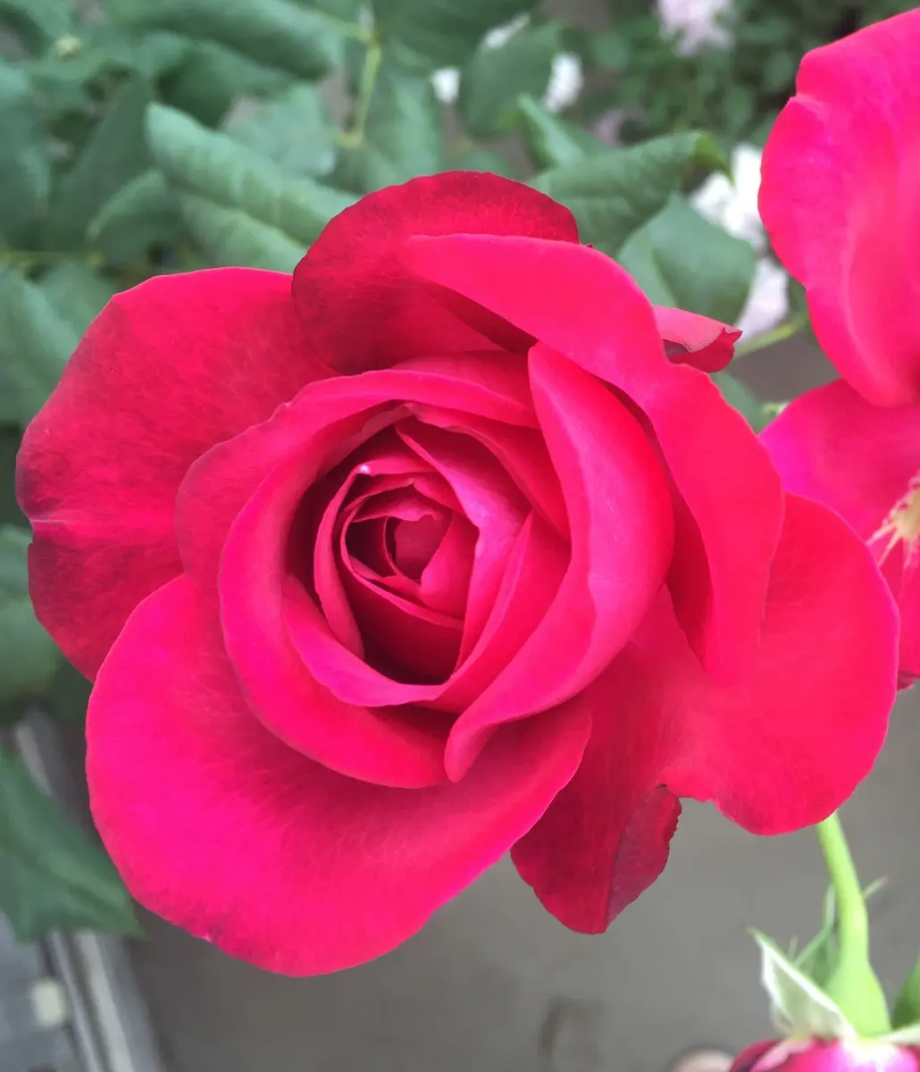 初めて挑戦！バラの挿し木｜そだレポ（栽培レポート）byアキー