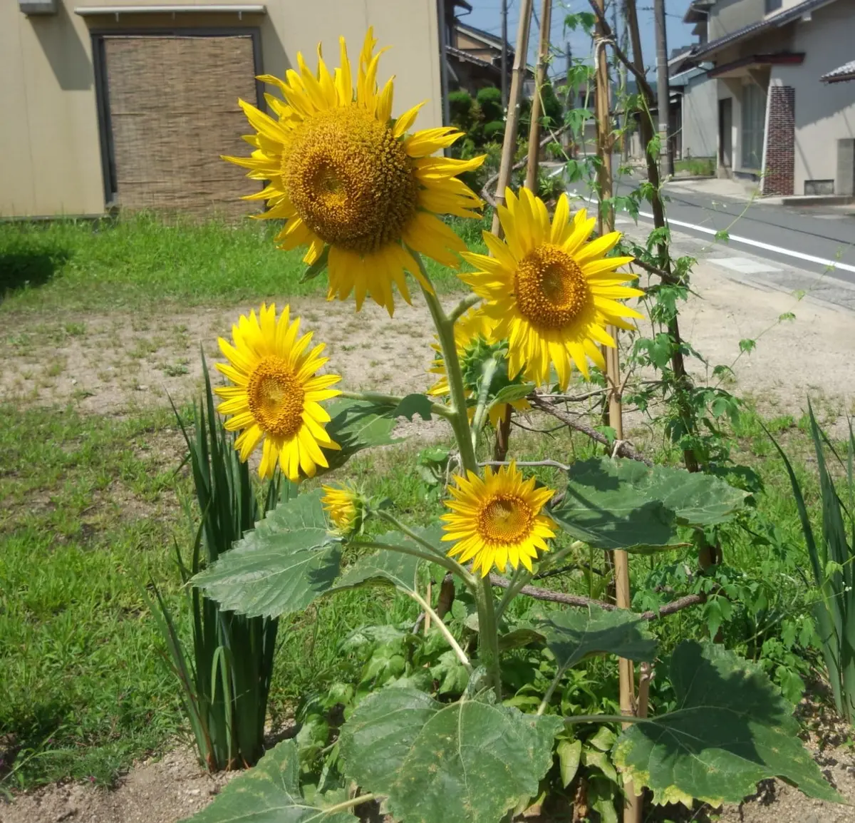 ニッコリマークの向日葵を育てる｜そだレポ（栽培レポート）byまんゆう