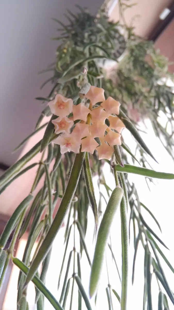 ホヤ リネアリス｜そだレポ（栽培レポート）byもふ.｜みんなの趣味の園芸