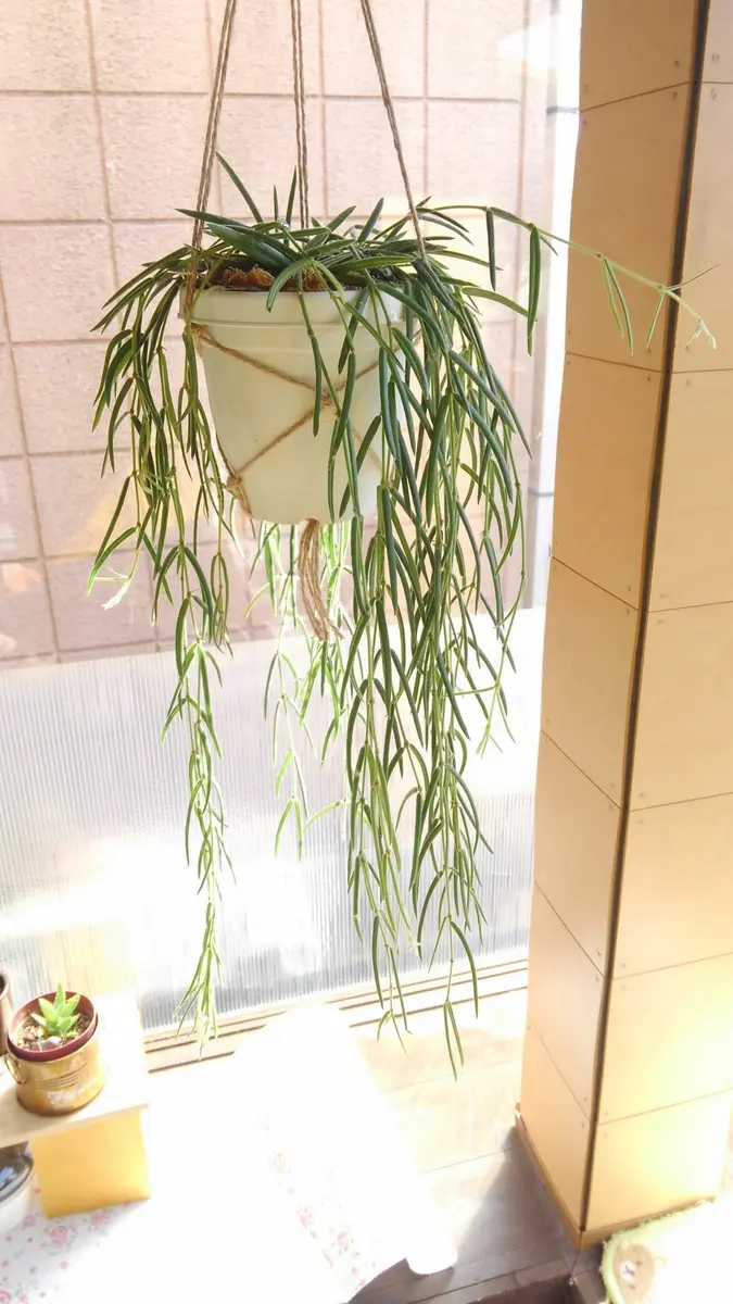 ホヤ リネアリス｜そだレポ（栽培レポート）byもふ.｜みんなの趣味の園芸