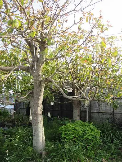 アボカドの木 アボカドの木