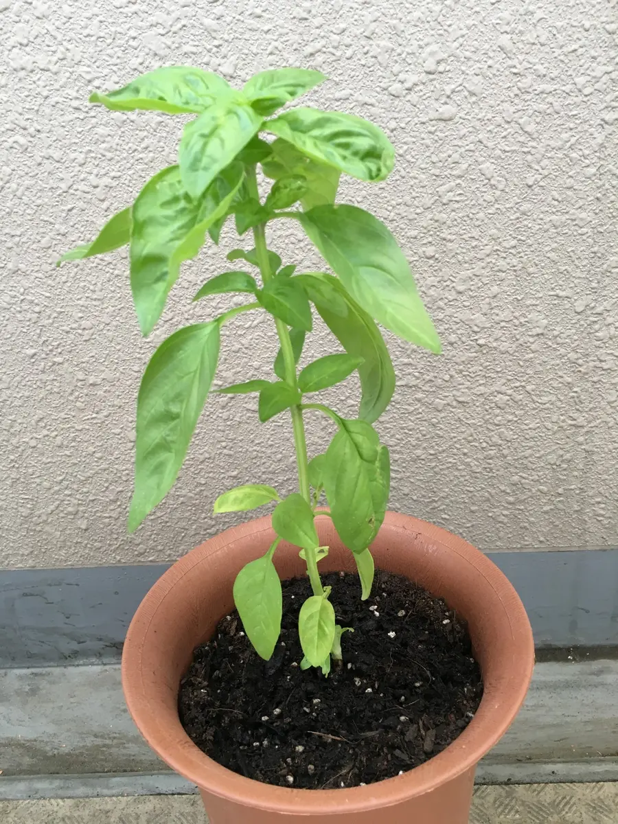朝摘みバジル1P＋バジル苗6株＋季節の種＋選べる粗品＋送料無料 摘みたてバジル1パック＋バジルの苗6株＋季節の種セット＋