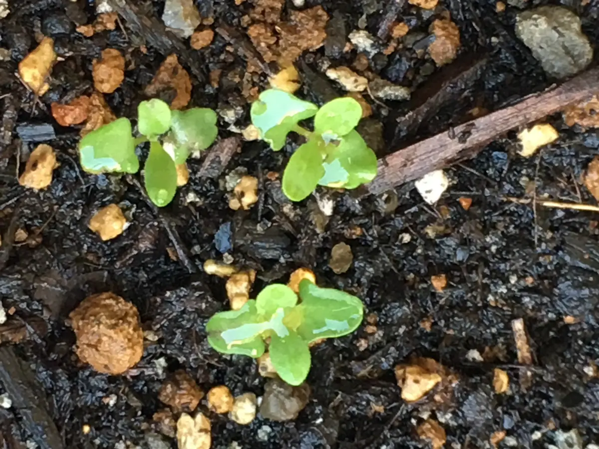 ラベンダー｜そだレポ（栽培レポート）byみよう｜みんなの趣味の園芸