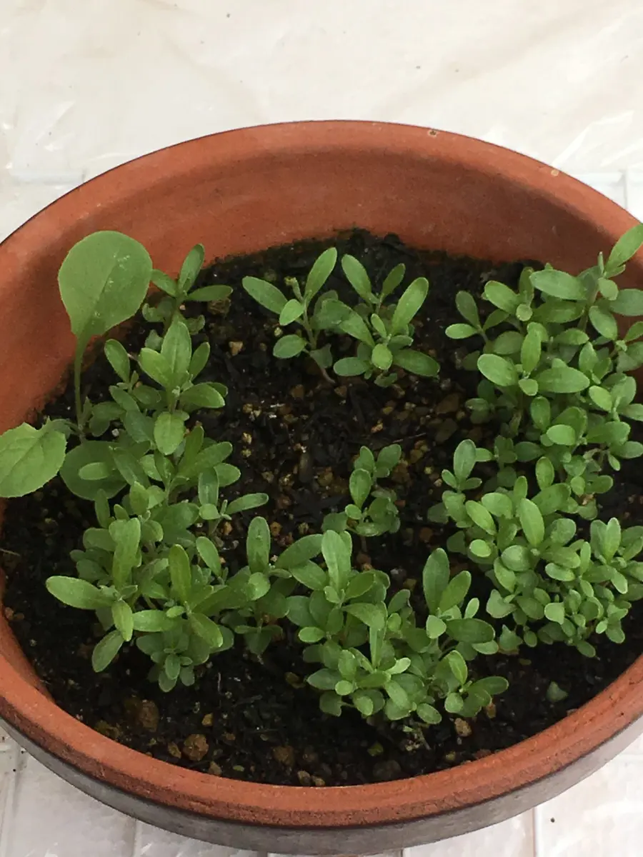 ラベンダー｜そだレポ（栽培レポート）byみよう｜みんなの趣味の園芸