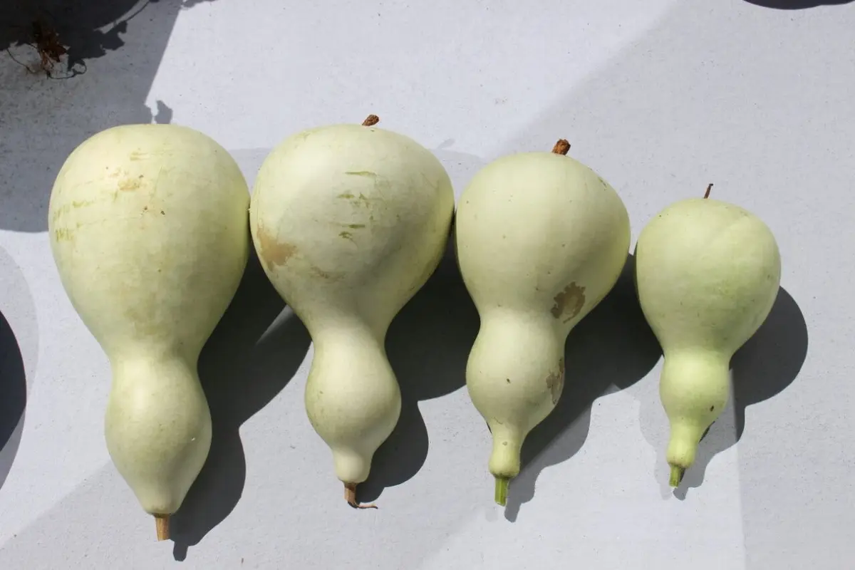 特大ひょうたん ひょうたん（大 7個）