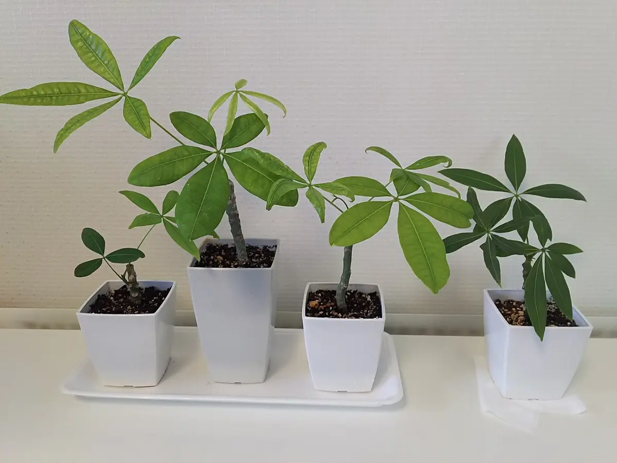 鉢上げしました「パキラを挿し木で増やしてみる」-そだレポ