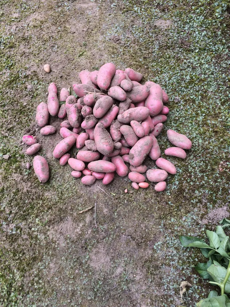 じゃがいも（シェリー）｜そだレポ（栽培レポート）byやすらぎ和尚