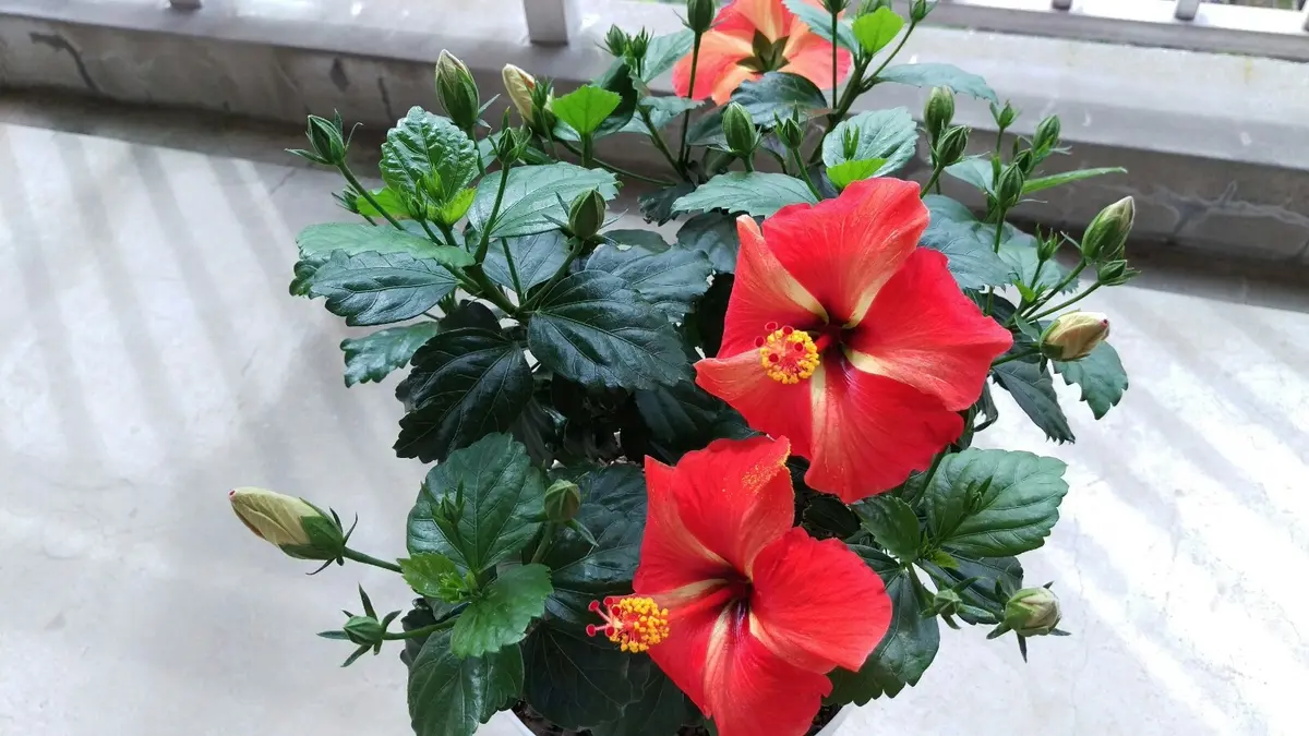 ハイビスカス様専用 ハイビスカス様専用□20年もののハイビスカス/赤い