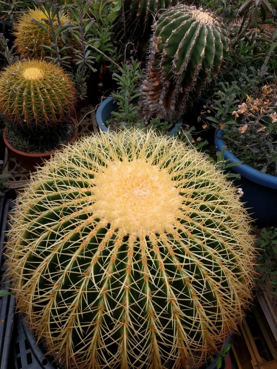 サボテン｜そだレポ（栽培レポート）byけんさん｜みんなの趣味の園芸