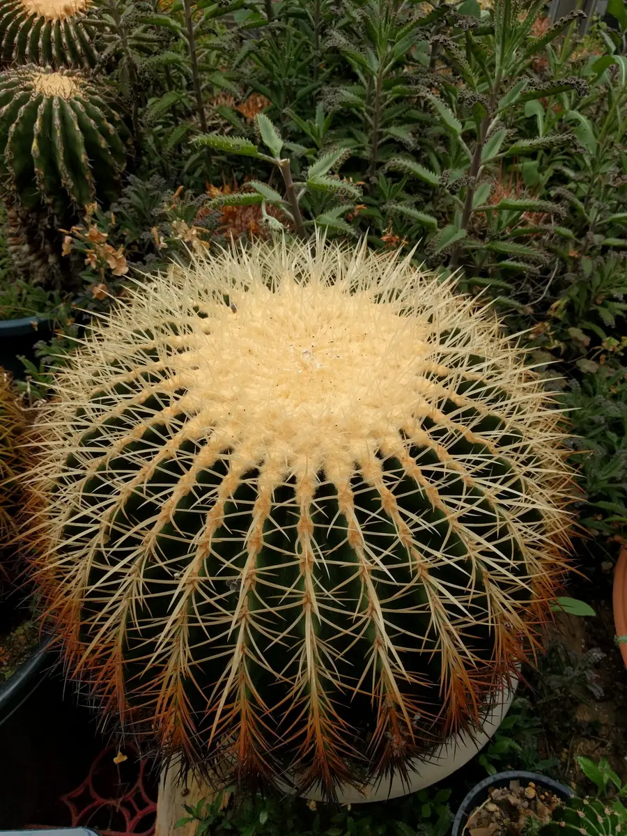 サボテン農家ページです。 sabo06-620x420.jpg