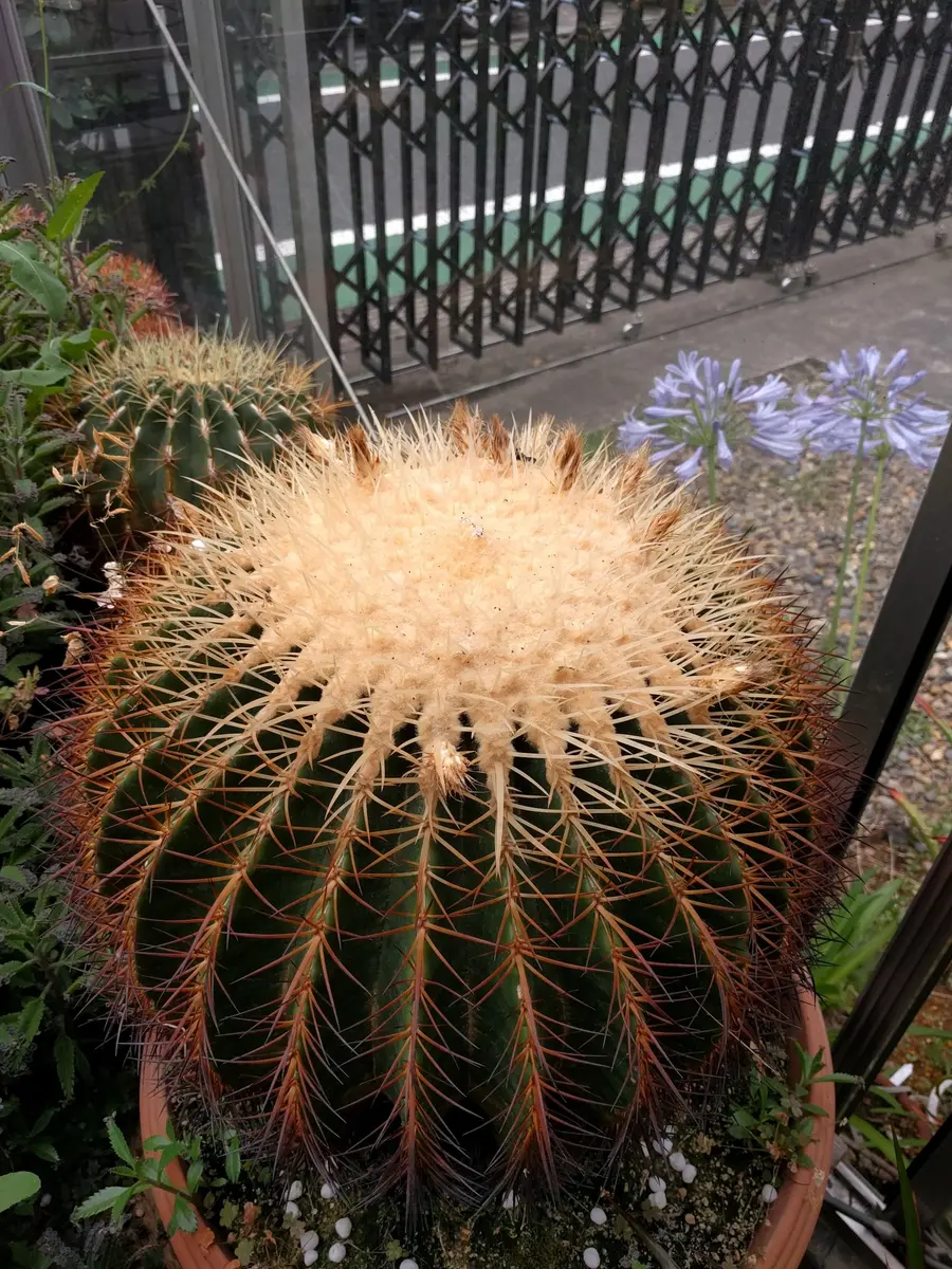 白棘金鯱の開花球「サボテン」-そだレポ｜みんなの趣味の園芸