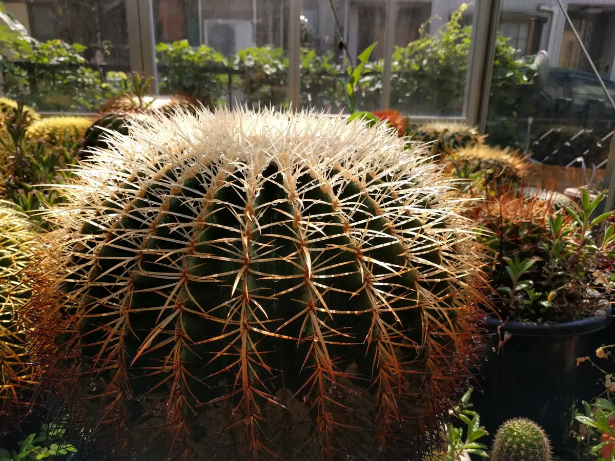 サボテン サボテン｜そだレポ（栽培レポート）byけんさん｜みんなの趣味の園芸