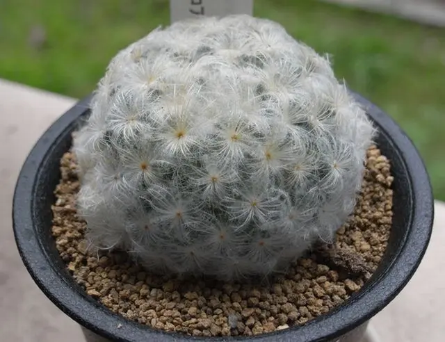 激レア マミラリア 白星 サボテン 大型 激レア マミラリア 白星 サボテン 大型