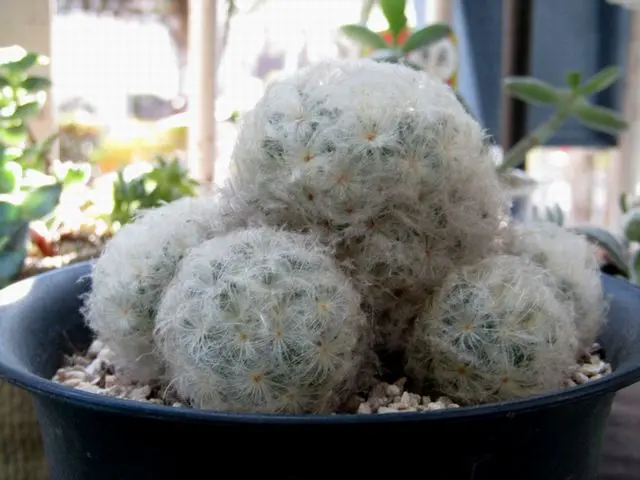 【多肉植物】マミラリア　白星【特大株】 多肉植物】マミラリア 白星【特大株】 【公式通販】