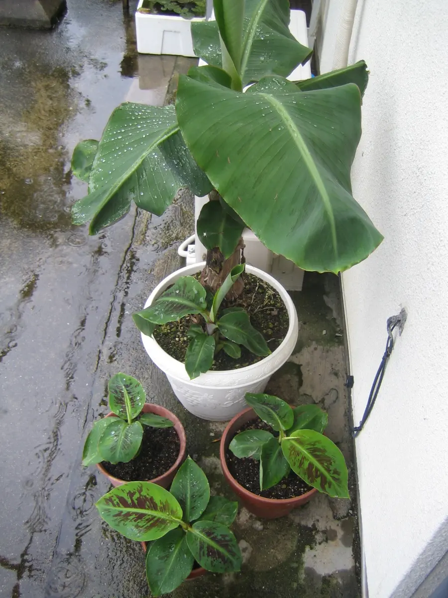 ドワーフバナナ 幼苗 緑色広葉　親株越冬してます。幹が、太くなってきてます。 屋外栽培したバナナ苗ドワーフ・ナムワの冬越しに失敗した原因を
