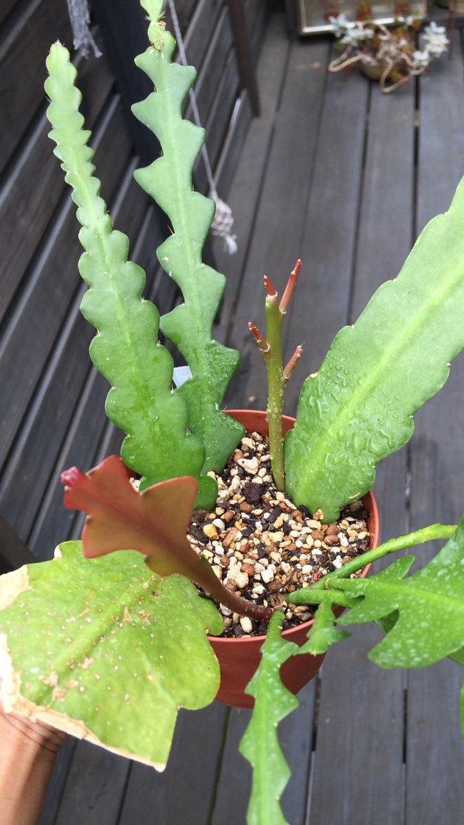 7月初め：芽がそだっています「孔雀サボテンほかエピフィルム類、挿し 