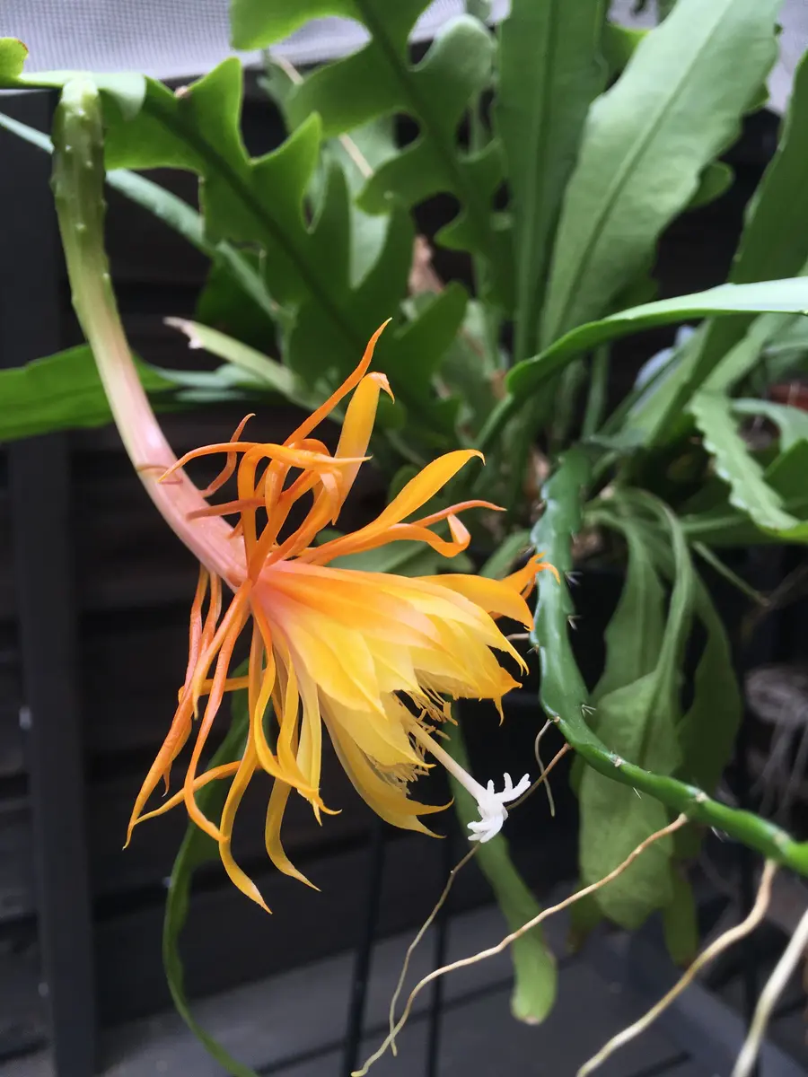 多肉植物 クジャクサボテン　花火 (挿し穂) 多肉植物 クジャクサボテン花火 (挿し穂)