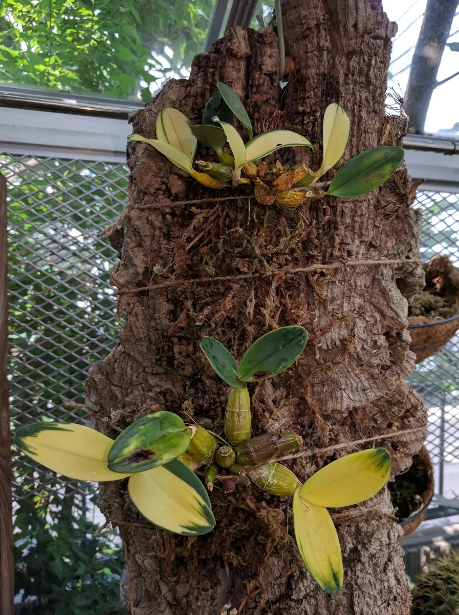 ラン：斑入りのDen.speciosum:タイミンセッコク（丹頂鶴）です。