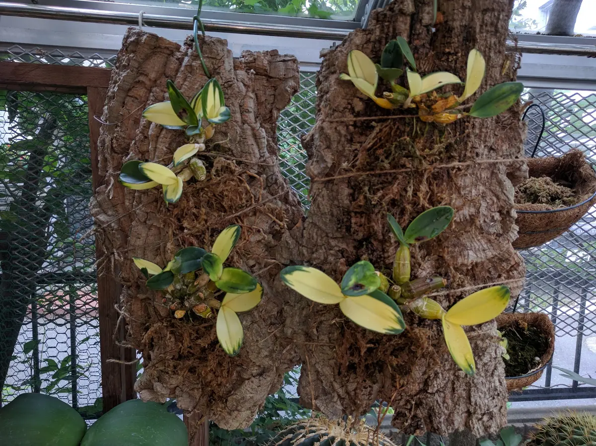 courgetteタイミンセッコク courgette様専用タイミンセッコク - メルカリ