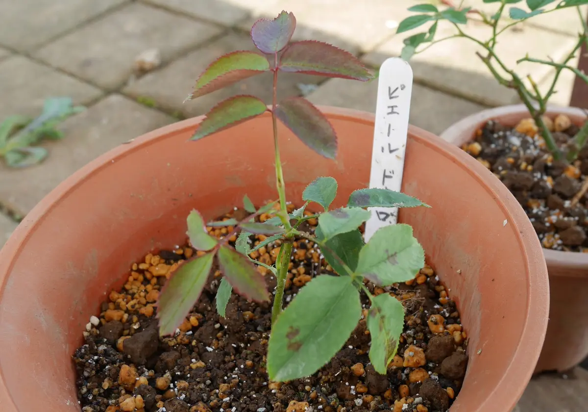 ピエールドゥロンサール 挿し木から花まで｜そだレポ（栽培
