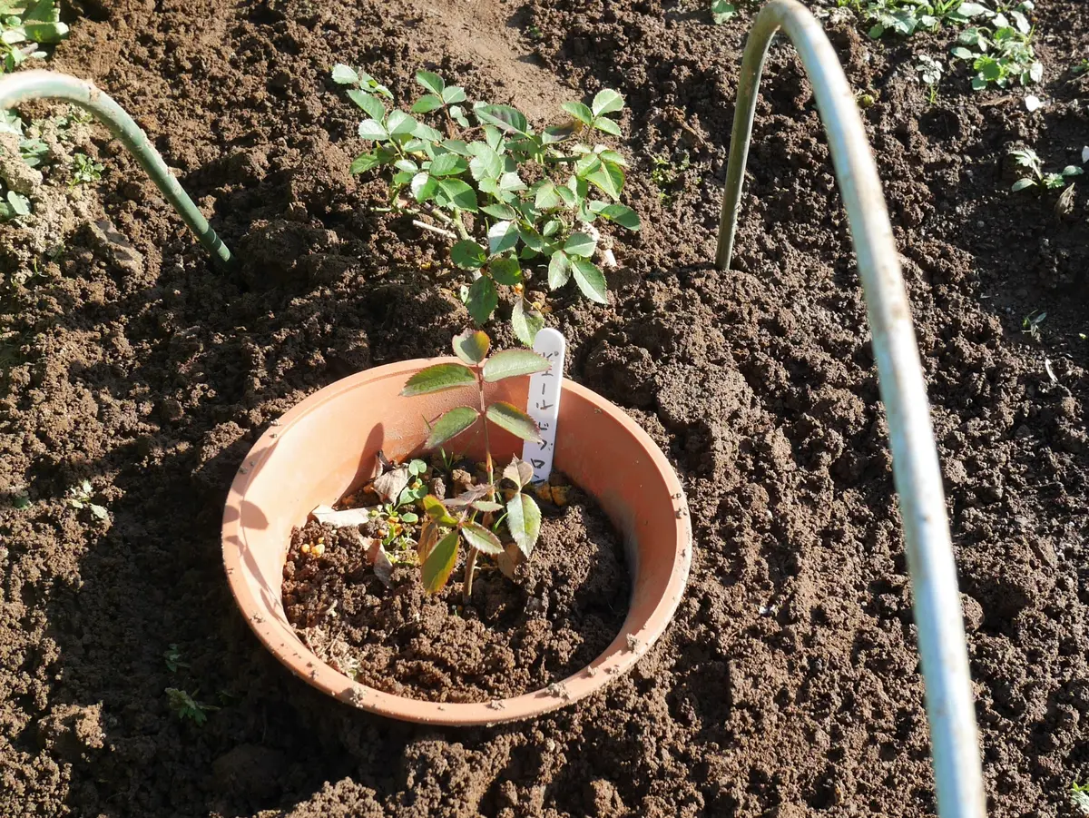 ピエールドゥロンサール 挿し木から花まで｜そだレポ（栽培