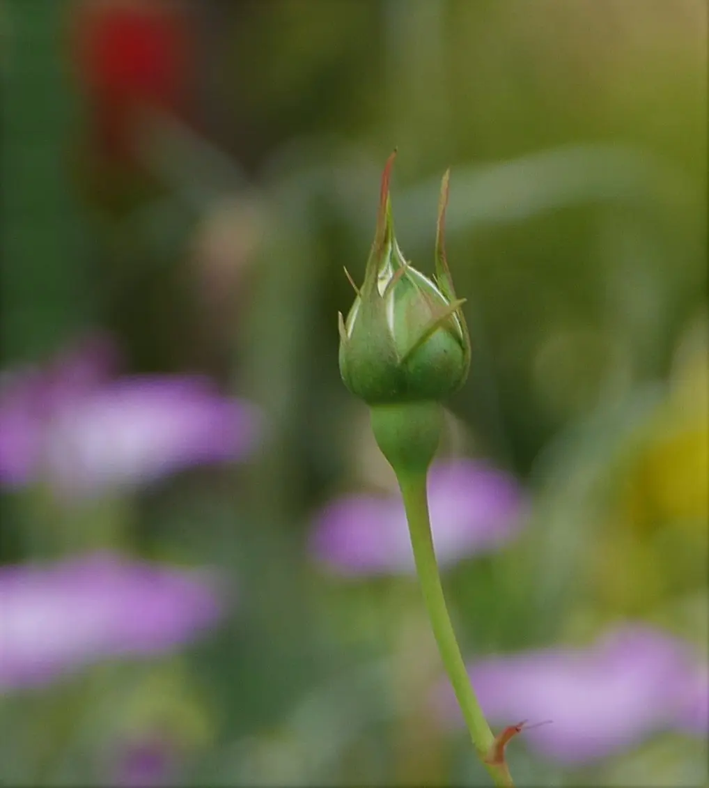 ピエールドゥロンサール 挿し木から花まで｜そだレポ（栽培レポート）by野菜と花のバーバ｜みんなの趣味の園芸